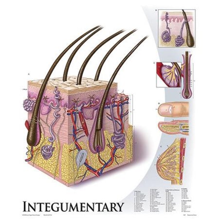 DENOYER-GEPPERT Charts/Posters, Endocrine System Mounted 1428-10